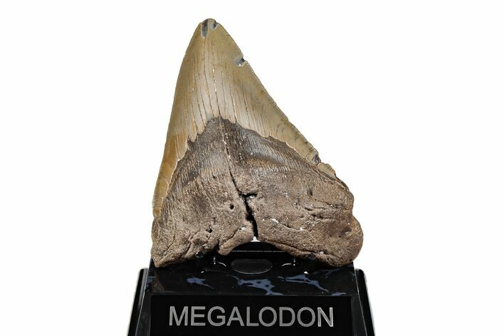 Serrated, 5.10" Fossil Megalodon Tooth - North Carolina